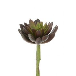 Succulent - Lotus Pick 21cm Green/Red