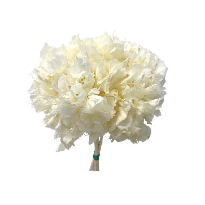 Preserved Hydrangea - Bleached White