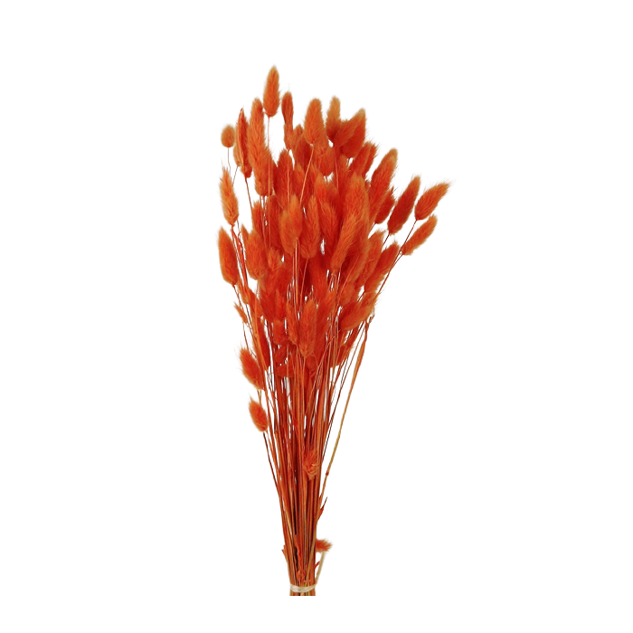 Lagarus/Bunny Tails Orange 50g