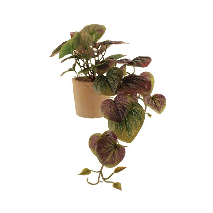 28cm Peperomia Plant In Pot Purple